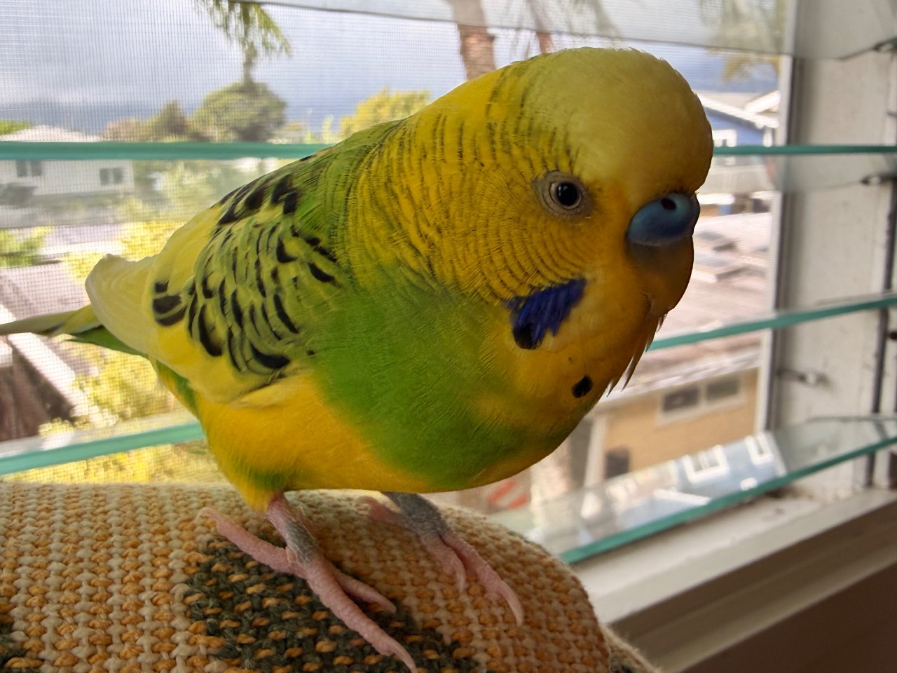 Limon