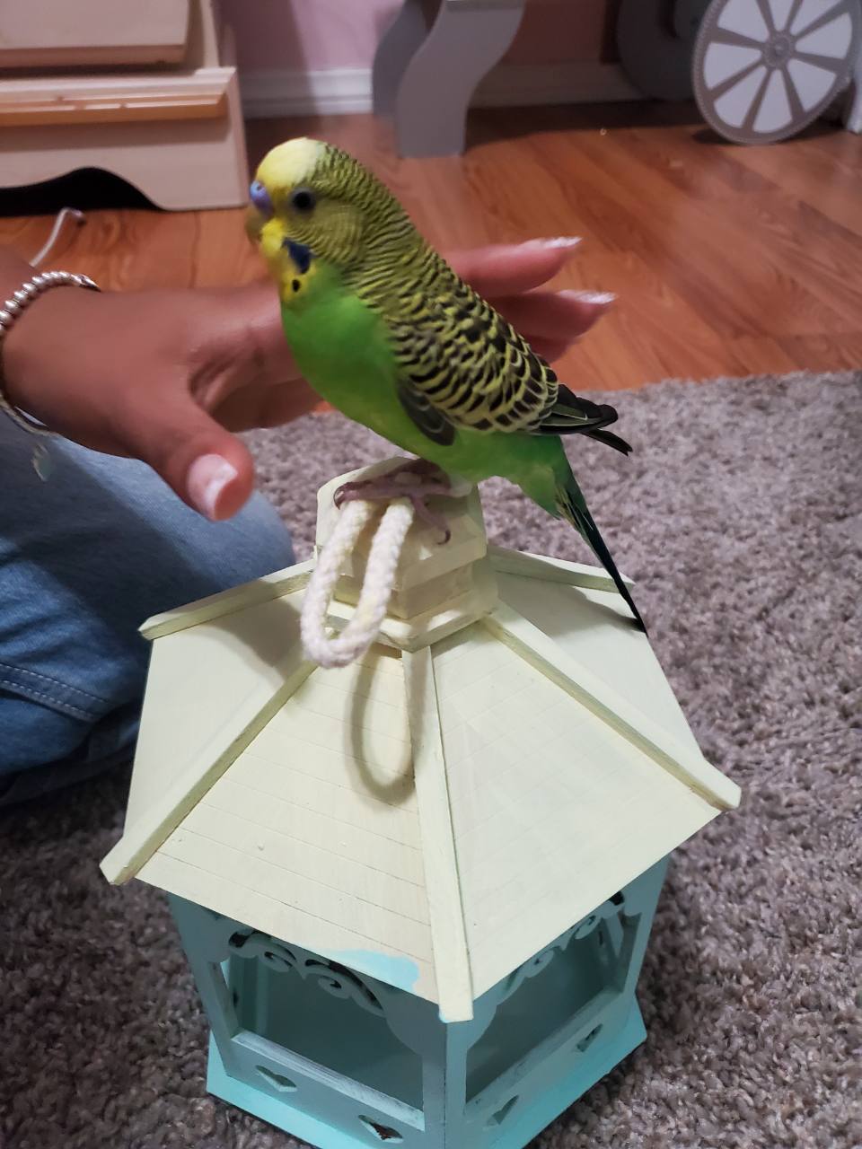 Ollie bird