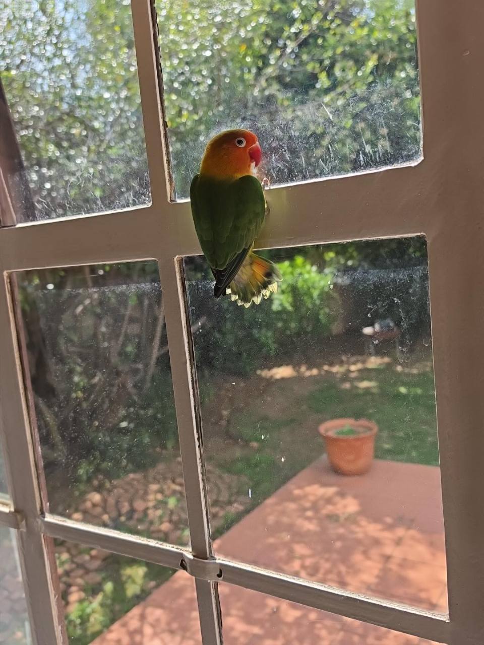 Lovebird