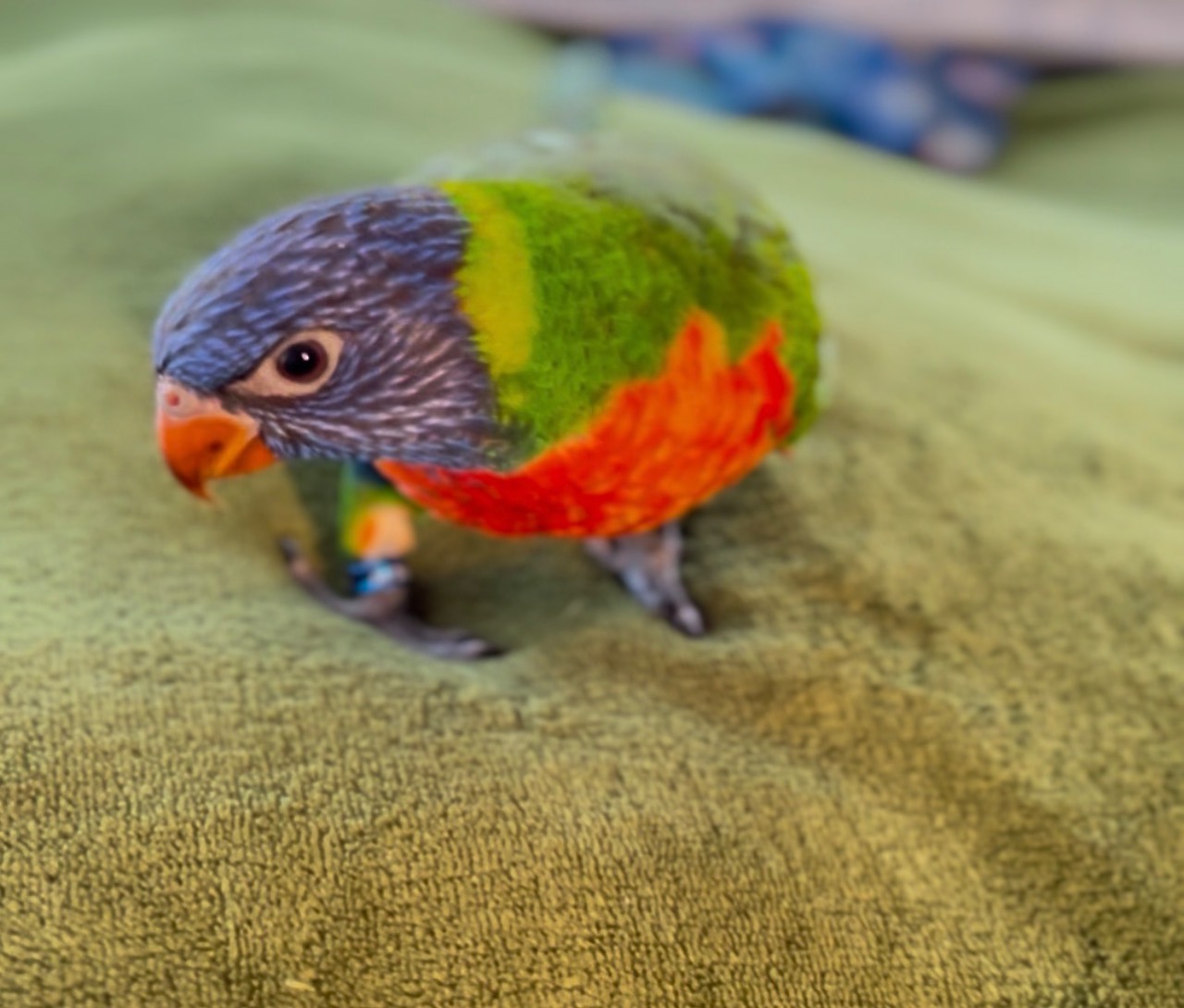 Rio