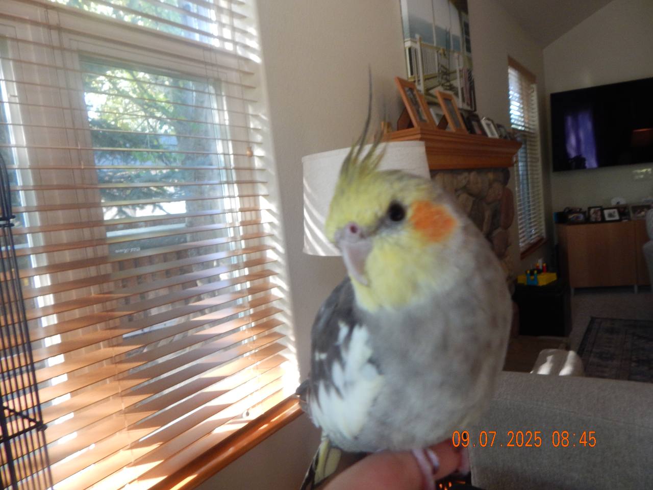 Mango