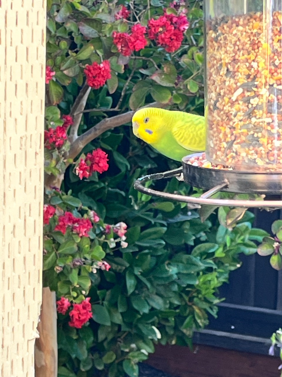 Found bird โ help me find the owner